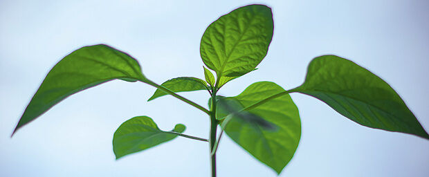 Sustainability - Blog Sustainability - Blog